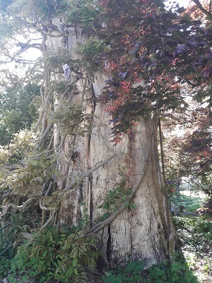 2018_vichy_tour_arbre.jpg